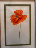 Spring Poppy