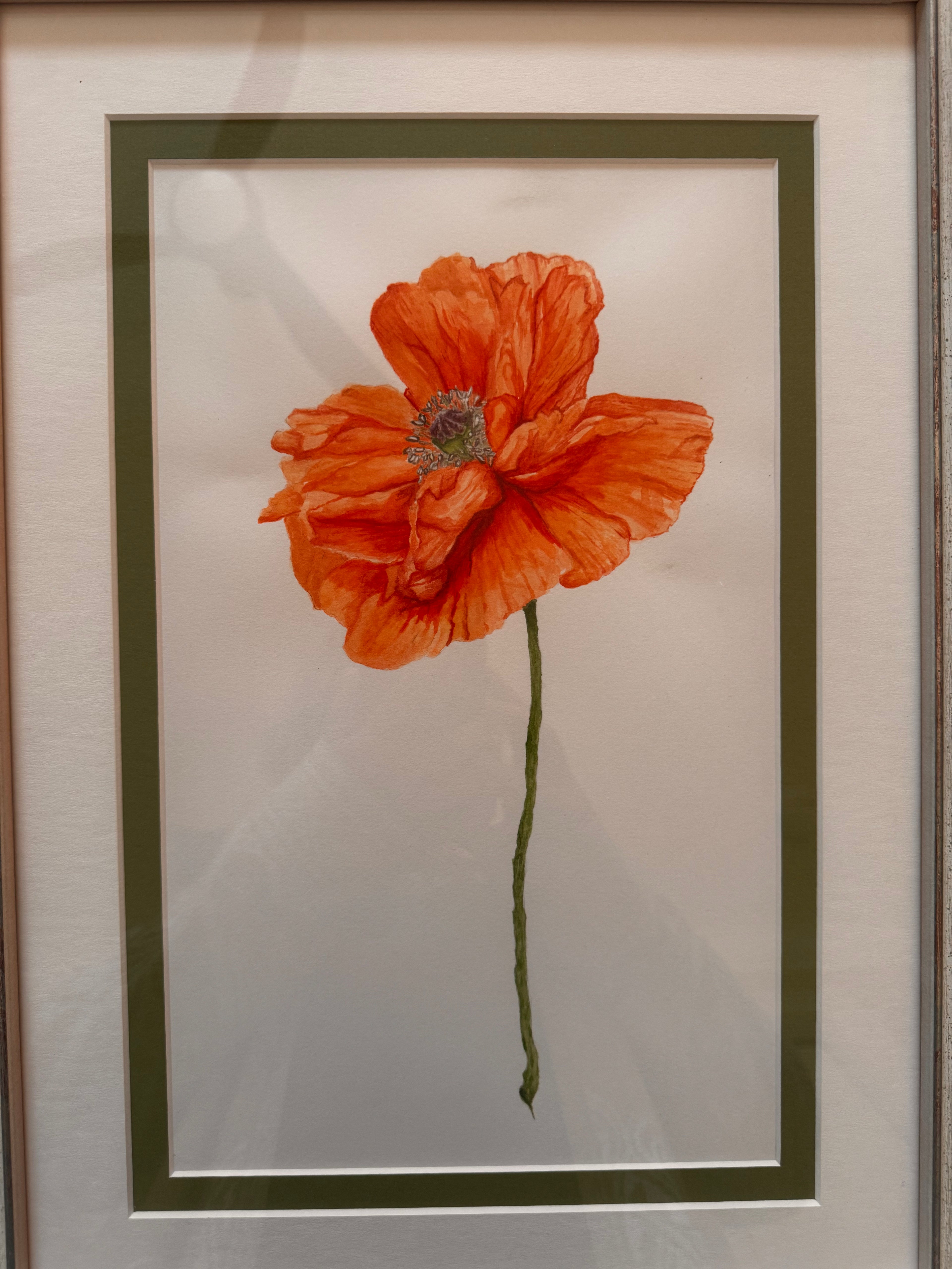 Spring Poppy